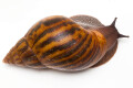 Achatina achatina (GB) adult, 13cm